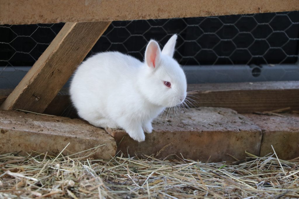 Kaniner til salg - hvide - Hvid Land - kaninunger avl og kæl